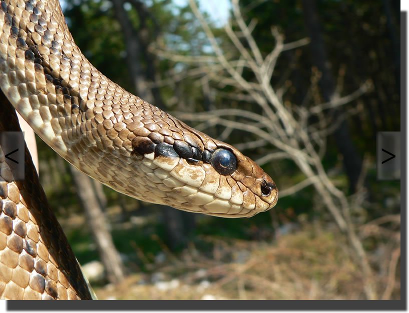 Elaphe quatuorlineata